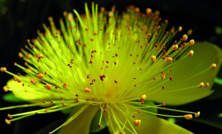 De zonnekracht van Sint Janskruid