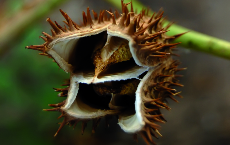 Column Homeopathie, bang in onze hedendaagse jungle