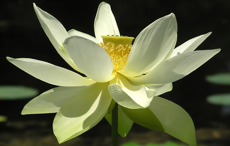 Ruta bij sportblessures