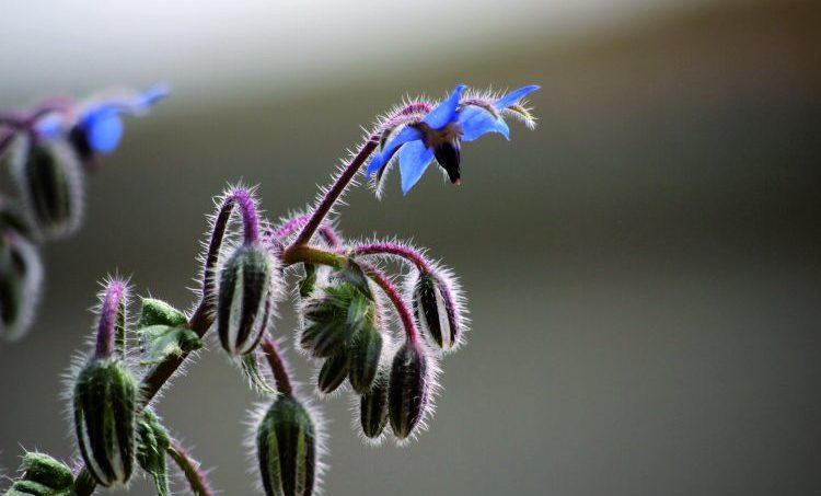 ‘Een plant is een proces’