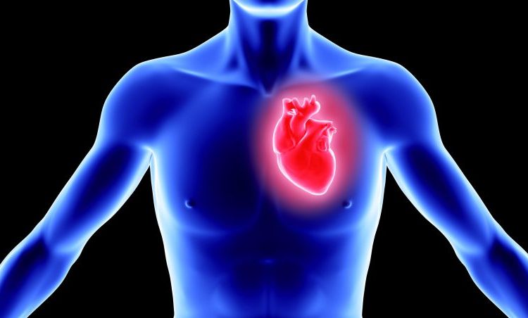 Het hart, meer dan alleen een mechanische pomp