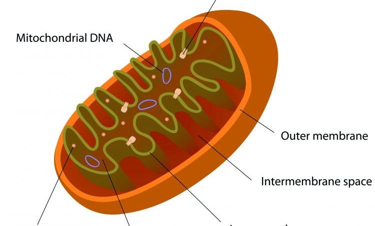 Ook een cel is een holistische eenheid