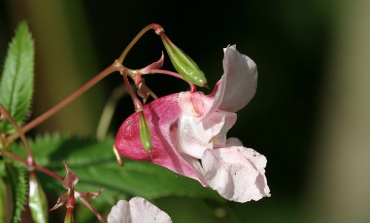 Op zoek naar het tegendeel
