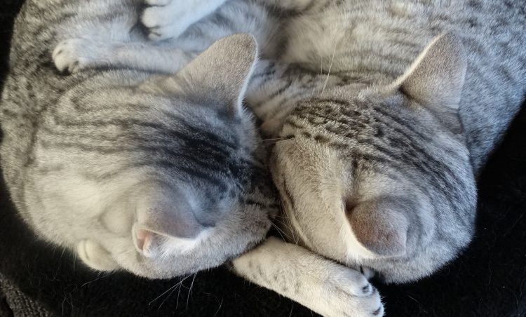 PsBK: Bowlby en Boeddha, hechten en onthechten