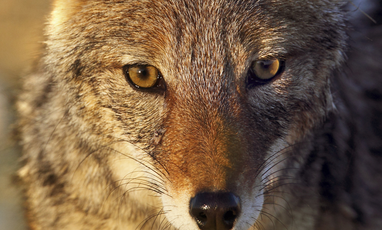 Geweldloze communicatie