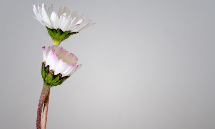 Energetische geneeswijzen: wie bepaalt wat werkt