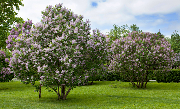 Traditioneel gebruik, fytochemie en farmacologie van de sering: een review
