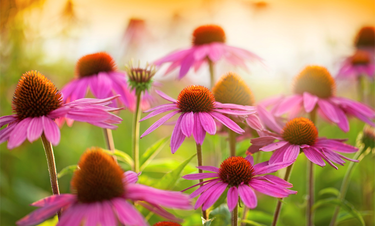 Beschermende werking Echinacea purpurea tegen corona