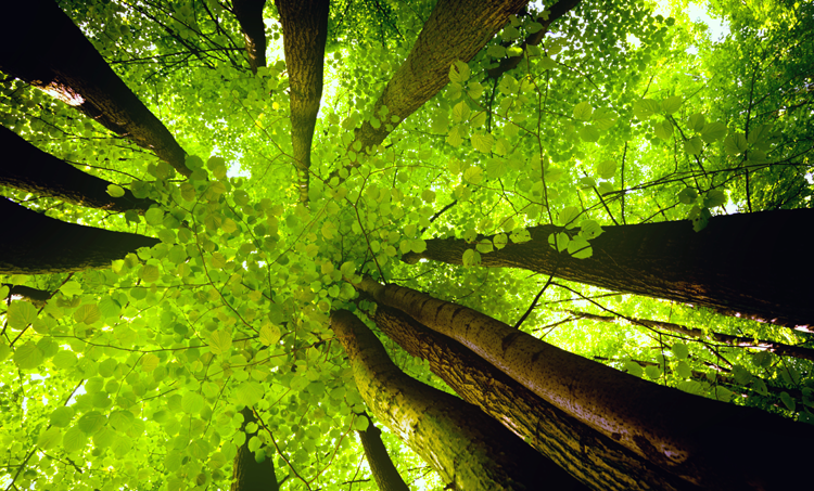 Ecospiritualiteit en de weg naar planetaire gezondheid