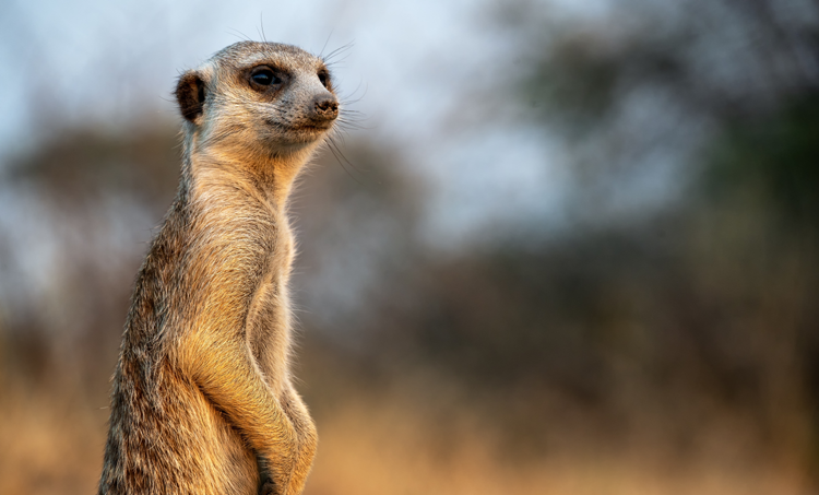 De (neuro)logica van kinderen