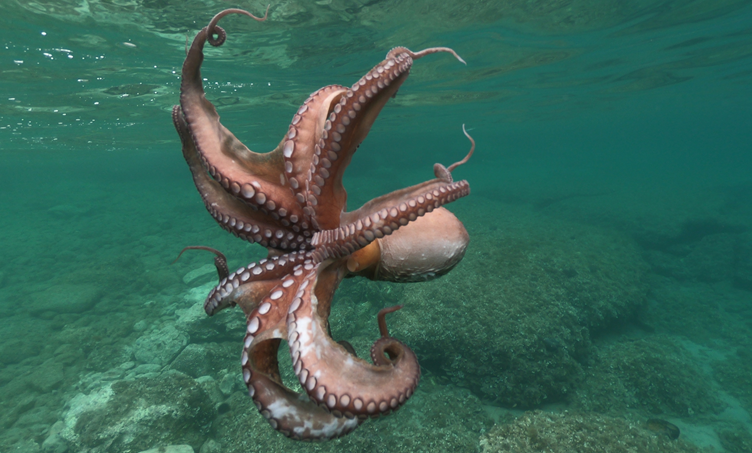 Psoas, de intelligente spier