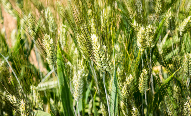 TERRA Project: baanbrekend onderzoek naar homeopathische toepassingen in duurzame tarweteelt
