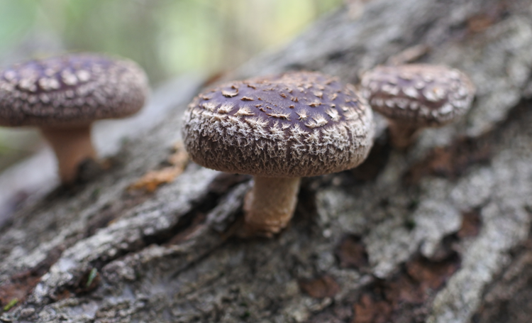 Medicinale paddenstoelen, mycotherapie en kanker