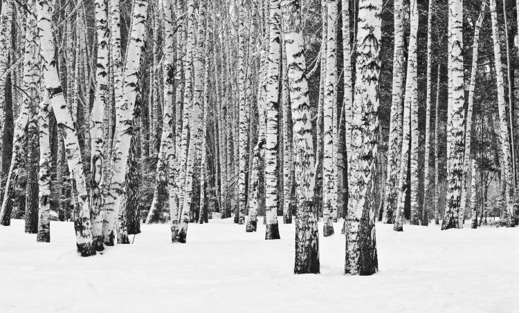 Het bos in met al je zintuigen