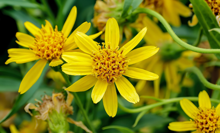 Homeopathie geïntegreerd in oncologische zorg