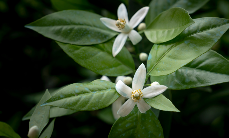 Neroli-essence voor het slapen