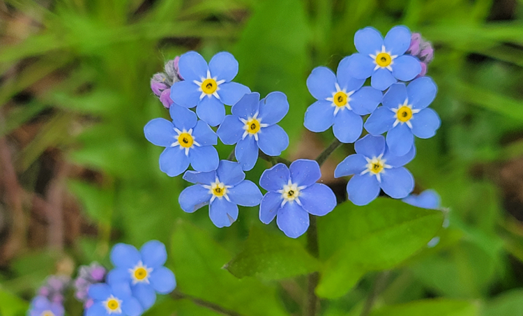 Homeopathie in de laatste levensfase